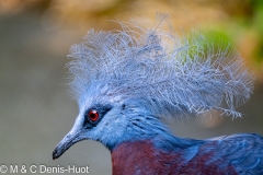 goura de Sclater / Sclater's crowned pigeon