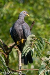 pigeon rameron / african olive pigeon