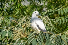 carpophage blanc / pied Imperial pigeon