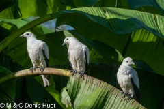 carpophage blanc / pied Imperial pigeon