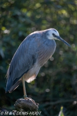 Aigrette à face blanche / white-faced Heron