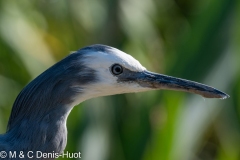 Aigrette à face blanche / white-faced Heron