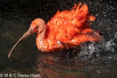 ibis rouge / red ibis