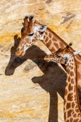 girafe / giraffa