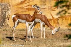 gazelle de Mhorr / dama gazelle,