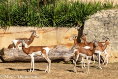 gazelle de Mhorr / dama gazelle,