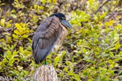 savacou huppe / boat-billed heron