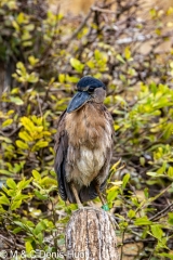 savacou huppe / boat-billed heron