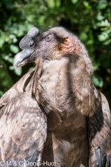 andean condor