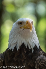 pyrargue à tête blanche / bald eagle