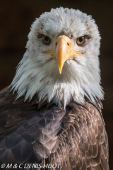 pyrargue à tête blanche / bald eagle