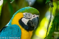 ara bleu / blue and yellow macaw