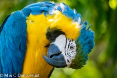 ara bleu / blue and yellow macaw