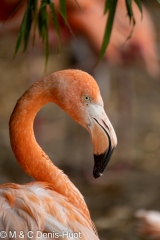 flamant du Chili / Chilean flamingo