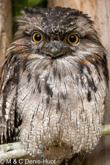 podarge gris / tawny frogmouth