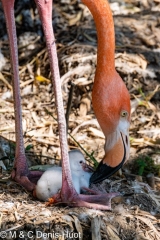 flamant du Chili / Chilean flamingo