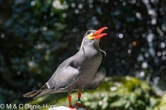 sterne inca / Inca tern