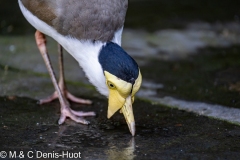 vanneau soldat / masked lapwing