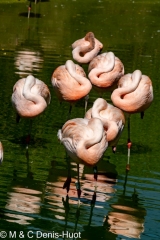 flamant du Chili / Chilean flamingo