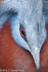 goura de Sclater / Sclater's crowned pigeon