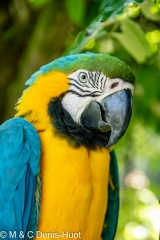 ara bleu / blue and yellow macaw