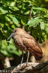 ombrette / hammerkop