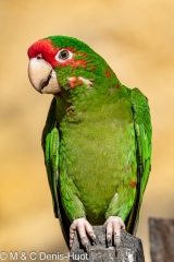 conure mitrée / mitred parakeet