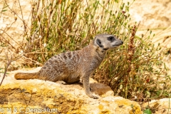 suricate / meerkat