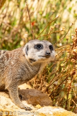 suricate / meerkat