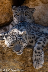 panthère des neiges / snow leopard