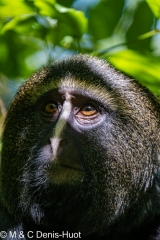 cercopithèque à tête de hibou / owl-faced monkey