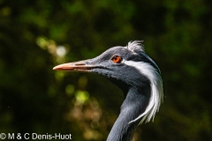 grue demoiselle / demoiselle crane