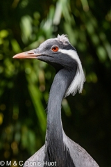 grue demoiselle / demoiselle crane