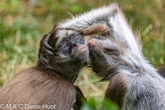 atèle marimonda / variegated spider monkey