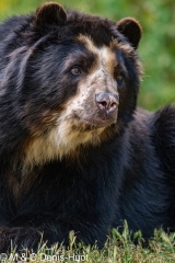 ours à lunettes / spectacled bear