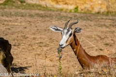 gazelle de Mhorr / dama gazelle,