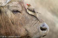 pique-boeuf / oxpecker