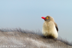 pique-boeuf / oxpecker