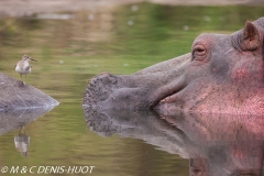 chevalier et hippopotame / sanspiper and hippo