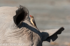 pique-boeuf / oxpecker