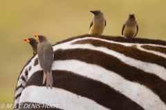 pique-boeuf / oxpecker