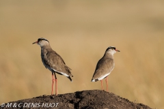 vanneau couronné / crowned plover