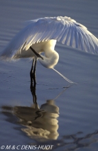 aigrette garzette / little egret