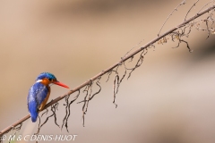 martin-pêcheur / kingfisher
