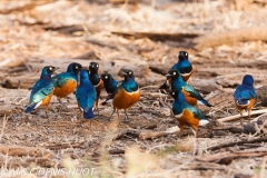 choucador superbe / superb starling