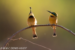 guêpier / bee-eater