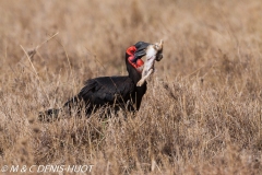 grand calao terrestre / ground hornbill