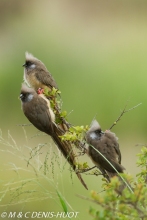 coliou rayé / speckled mousebird