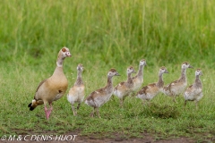 ouette d'Egypte / egyptian goose