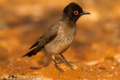 bulbul